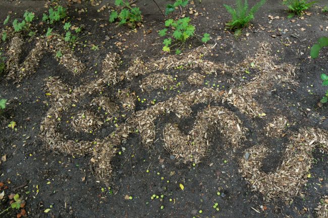 Hairy-earthtongue,-weeping-toothcrust,-fairy-rings-4132