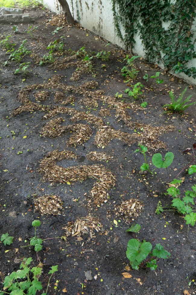 Hairy-earthtongue,-weeping-toothcrust,-fairy-rings-4134