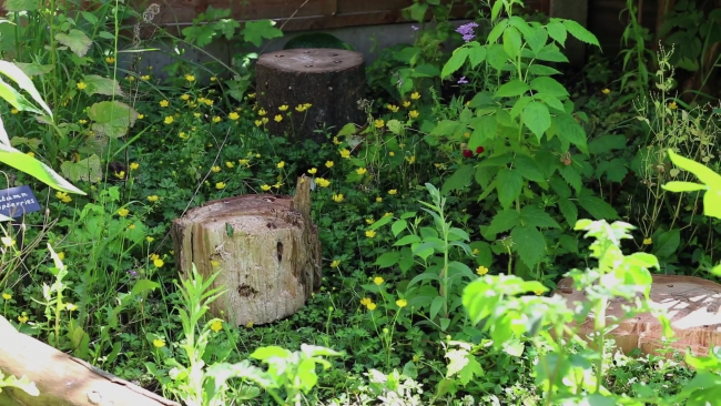 ‘Through Growth Rings My Affection Ponders’ by The Mycological Twist (1)