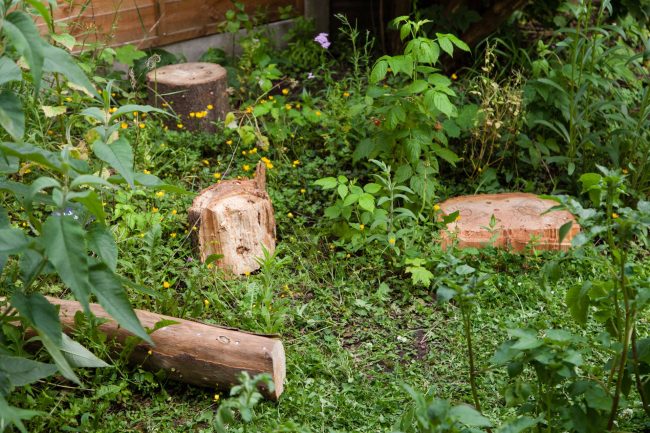 ‘Through Growth Rings My Affection Ponders’ by The Mycological Twist (1)