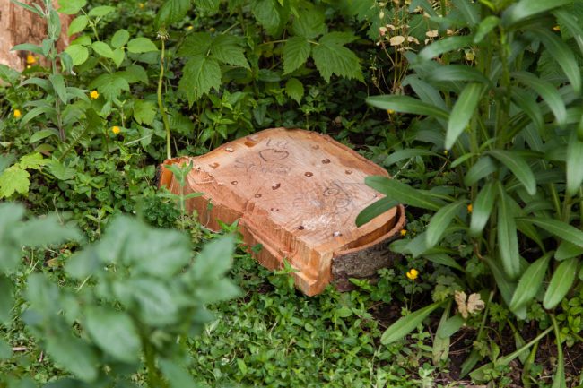 ‘Through Growth Rings My Affection Ponders’ by The Mycological Twist (2)