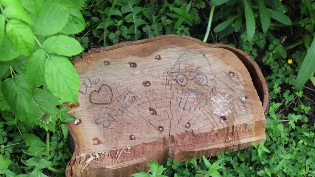 ‘Through Growth Rings My Affection Ponders’ by The Mycological Twist (3)