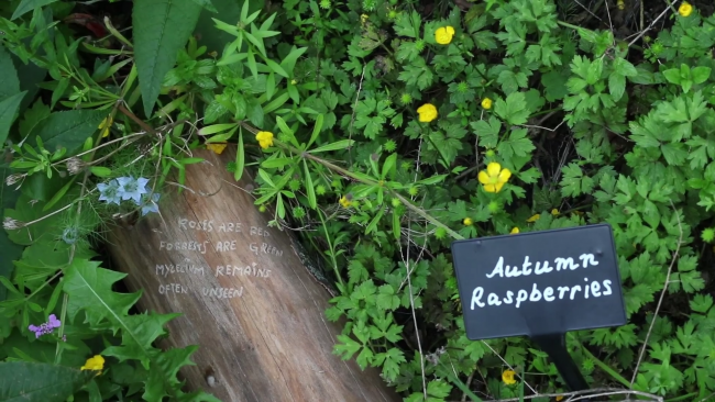 ‘Through Growth Rings My Affection Ponders’ by The Mycological Twist (4)